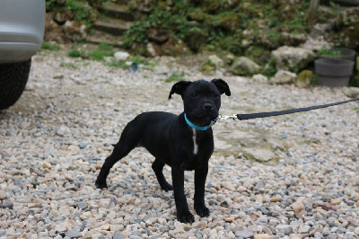 CHIOT 6