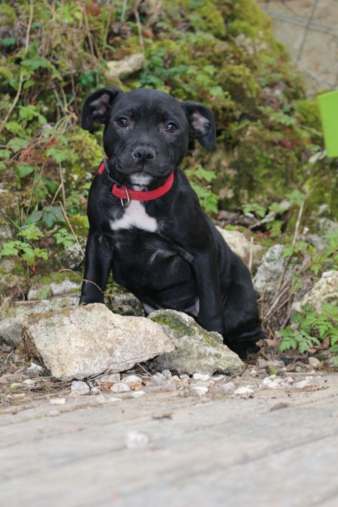 Du Hameau Des Diablotins - Chiots disponibles - Staffordshire Bull Terrier